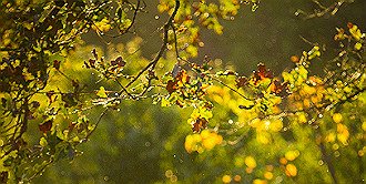 Leaves For Sidebar